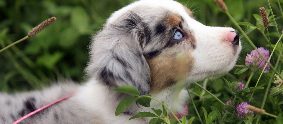 miniature australian shepherd puppies for sale