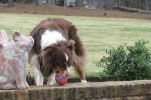 australian-shepherd-breed-history-300x200