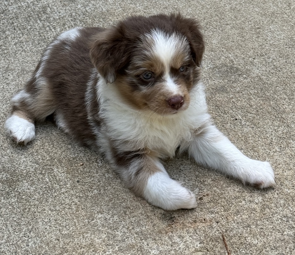 Harlequin australian shepherd for sale hotsell